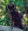 Owl [2,-1] 80mm f5.6