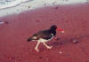 American Oyster Catcher [3,30]