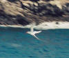 Tropic Bird [7,25] 135mm f22
